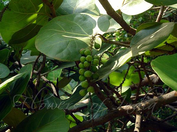 Sea Grape
